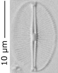 Cavinula_c_f_el_290-296, о. Шемья (Shemya), Alaska (United States)