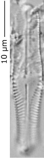 Chamaepinn_krooki_300-305, о. Шемья (Shemya), Alaska (United States)