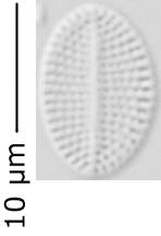 Cocconeis_p_310-318, о. Шемья (Shemya), Alaska (United States)