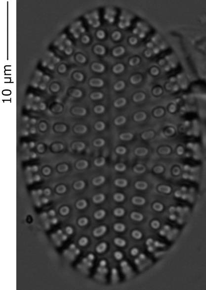 Cocconeis_s_215-220, о. Шемья (Shemya), Alaska (United States)