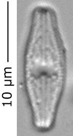 Diad_moch_350-355, о. Шемья (Shemya), Alaska (United States)