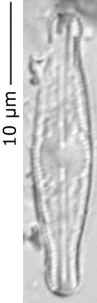 Diad_moch_360-365, о. Шемья (Shemya), Alaska (United States)