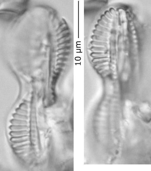 Dipl_inter_372-385, о. Шемья (Shemya), Alaska (United States)