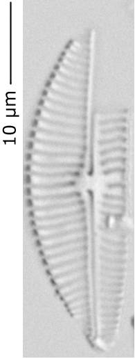 Ency_cf_sil_290-296, о. Шемья (Shemya), Alaska (United States)