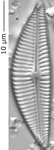 Ency_cf_sil_305-310, о. Шемья (Shemya), Alaska (United States)