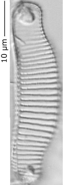 Eunotia_curt_330-335, о. Шемья (Shemya), Alaska (United States)