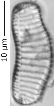 Eunotia_curt_369-372, о. Шемья (Shemya), Alaska (United States)