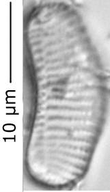 Eunotia_curt_372-385, о. Шемья (Shemya), Alaska (United States)