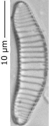 Eunotia_minor_290-296, о. Шемья (Shemya), Alaska (United States)