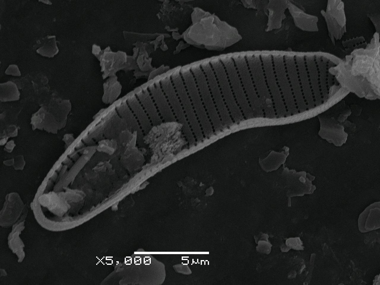 Eunotia_minor_290-296, о. Шемья (Shemya), Alaska (United States)