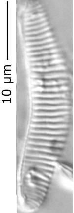 Eunotia_minor_305-310, о. Шемья (Shemya), Alaska (United States)