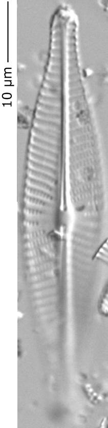 Navicula_rhyn_305-310, о. Шемья (Shemya), Alaska (United States)