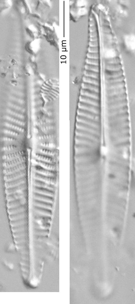 Navicula_sp_305-310, о. Шемья (Shemya), Alaska (United States)