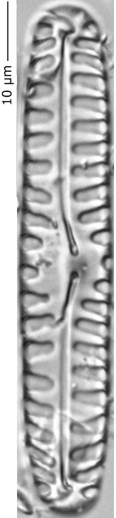 Pinnularia_bor_318-320, о. Шемья (Shemya), Alaska (United States)