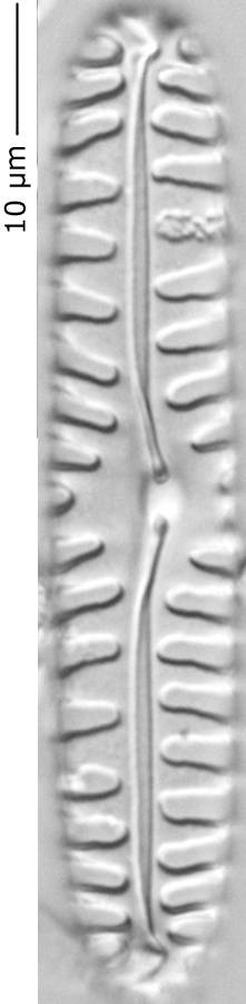 Pinnularia_bor_335-340, о. Шемья (Shemya), Alaska (United States)