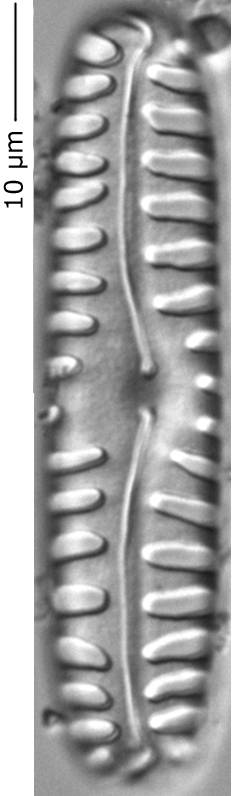 Pinnularia_bor_350-355, о. Шемья (Shemya), Alaska (United States)