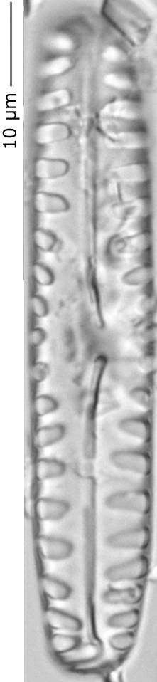 Pinnularia_bor_372-385, о. Шемья (Shemya), Alaska (United States)