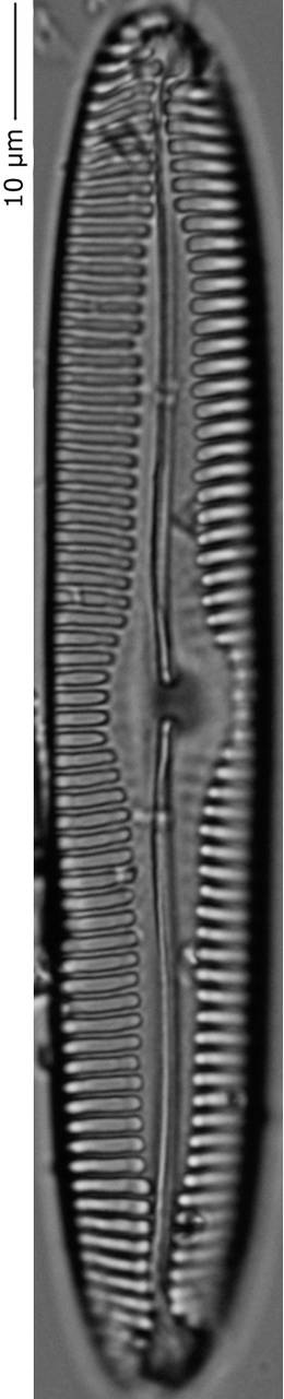 Pinnularia_cf_island_164-168, о. Шемья (Shemya), Alaska (United States)