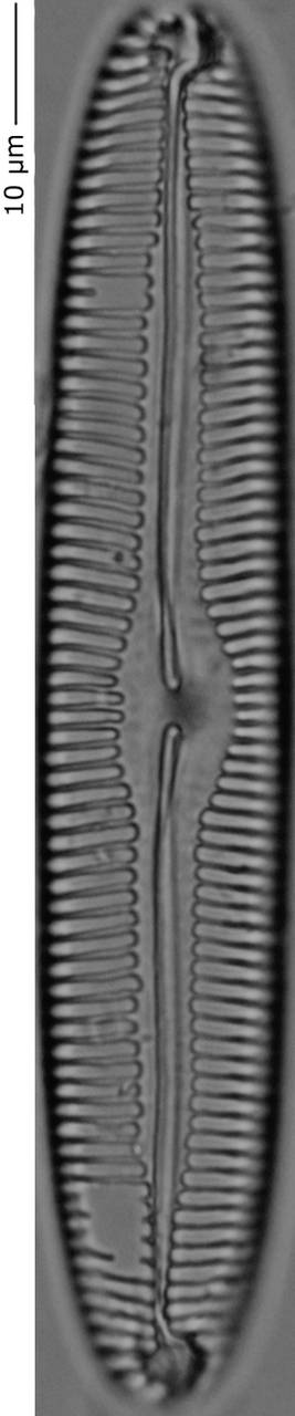 Pinnularia_cf_island_235-240, о. Шемья (Shemya), Alaska (United States)