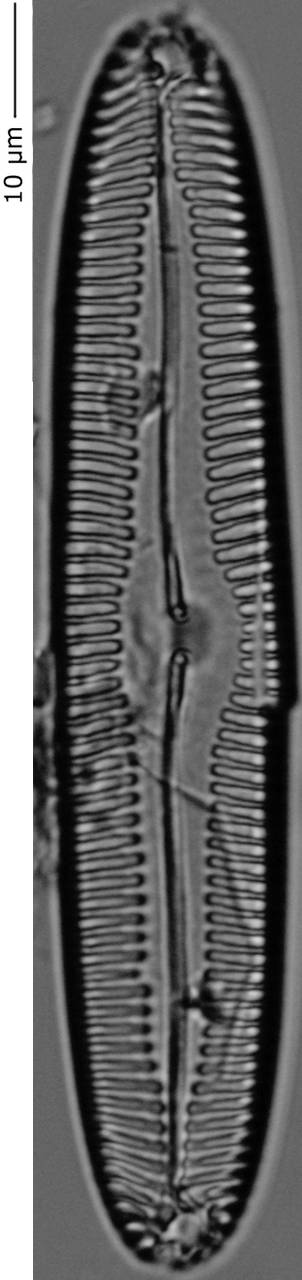 Pinnularia_cf_island_240-245, о. Шемья (Shemya), Alaska (United States)