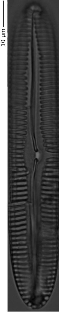 Pinnularia_inconst_144-150, о. Шемья (Shemya), Alaska (United States)