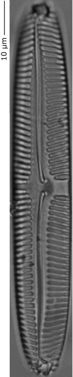 Pinnularia_inconst_155-160, о. Шемья (Shemya), Alaska (United States)