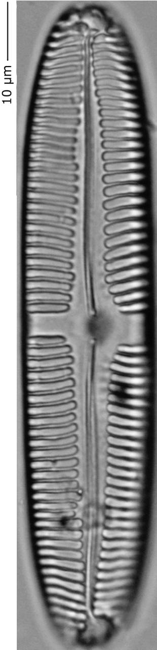 Pinnularia_inconst_235-240, о. Шемья (Shemya), Alaska (United States)