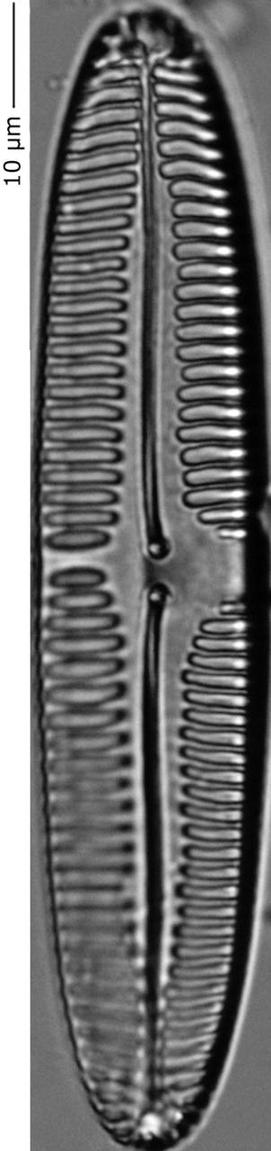 Pinnularia_inconst_240-245, о. Шемья (Shemya), Alaska (United States)