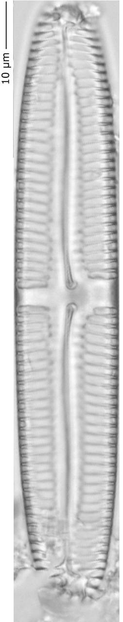 Pinnularia_inconst_260-265, о. Шемья (Shemya), Alaska (United States)