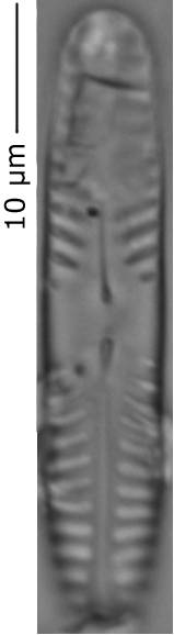 Pinnularia_intermed_3-6, о. Шемья (Shemya), Alaska (United States)