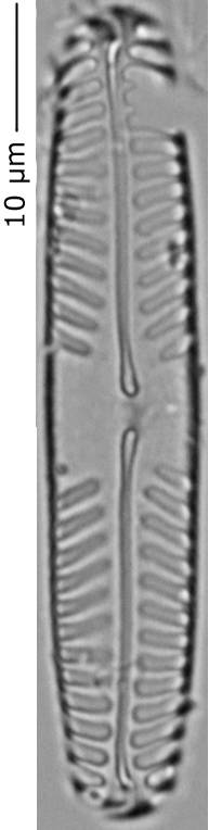 Pinnularia_intermed_230-235, о. Шемья (Shemya), Alaska (United States)