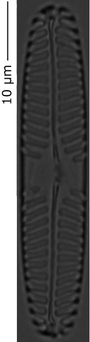 Pinnularia_intermed_235-240, о. Шемья (Shemya), Alaska (United States)