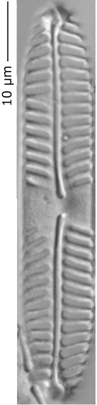 Pinnularia_intermed_245-250, о. Шемья (Shemya), Alaska (United States)