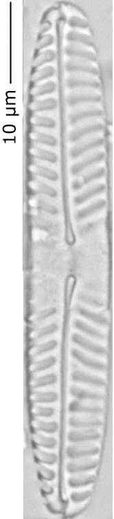 Pinnularia_intermed_260-265, о. Шемья (Shemya), Alaska (United States)