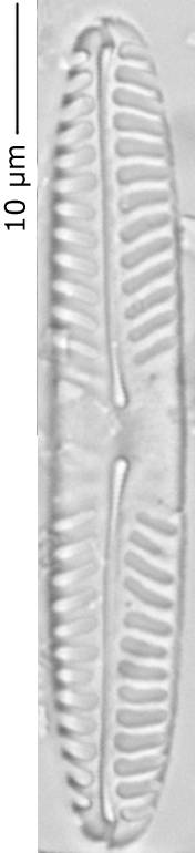 Pinnularia_intermed_265-270, о. Шемья (Shemya), Alaska (United States)