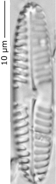 Pinnularia_intermed_372-385, о. Шемья (Shemya), Alaska (United States)