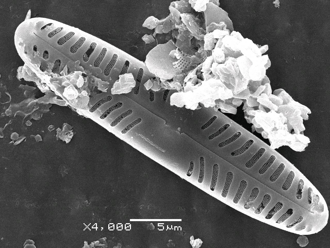 Pin_intermed_300-305_13, о. Шемья (Shemya), Alaska (United States)