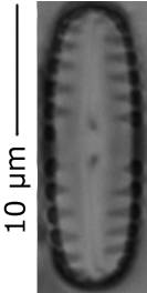 Pinnularia_lager_0-3, о. Шемья (Shemya), Alaska (United States)