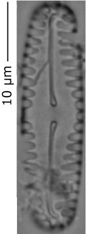 Pinnularia_lager_110--115, о. Шемья (Shemya), Alaska (United States)