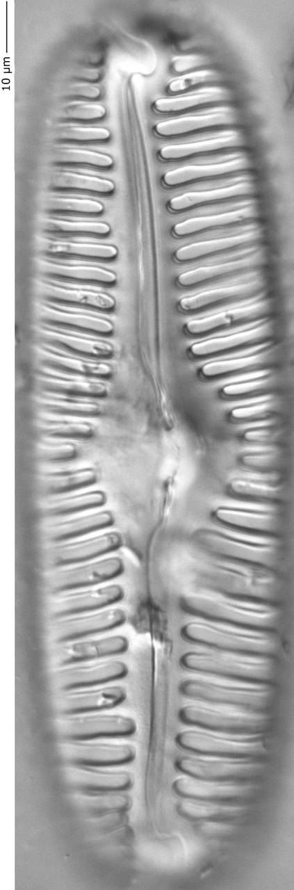 Pinnularia_lata_350-355, о. Шемья (Shemya), Alaska (United States)