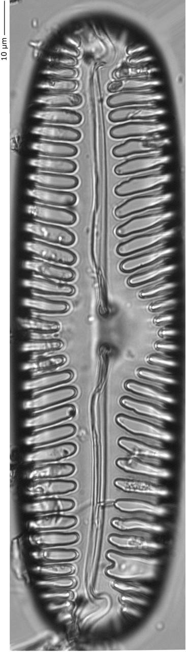 Pinnularia_lata_355-360, о. Шемья (Shemya), Alaska (United States)