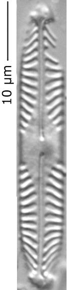 Pinnularia_obscur_305-310, о. Шемья (Shemya), Alaska (United States)