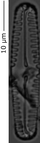 Pinnularia_pseudoparv_130-135, о. Шемья (Shemya), Alaska (United States)