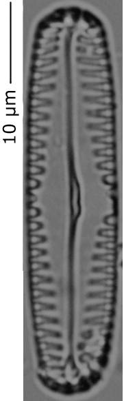Pinnularia_pseudoparv_155-160, о. Шемья (Shemya), Alaska (United States)