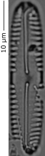 Pinnularia_pseudoparv_164-168, о. Шемья (Shemya), Alaska (United States)