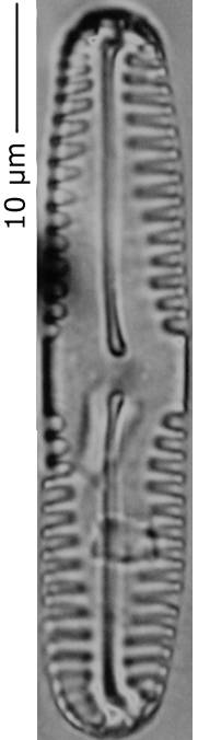 Pinnularia_pseudoparv_240-245, о. Шемья (Shemya), Alaska (United States)
