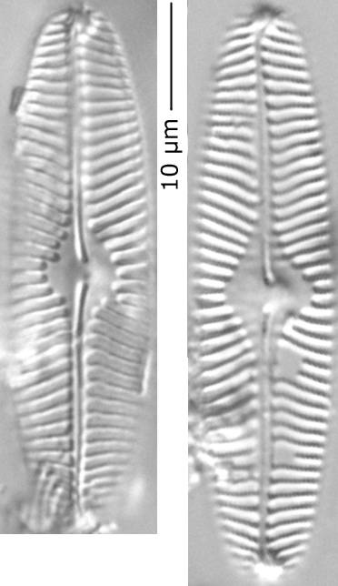 Pinnularia_ren_305-310, о. Шемья (Shemya), Alaska (United States)