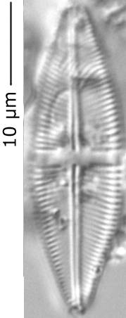 Stauroneis_sp_305-310, о. Шемья (Shemya), Alaska (United States)