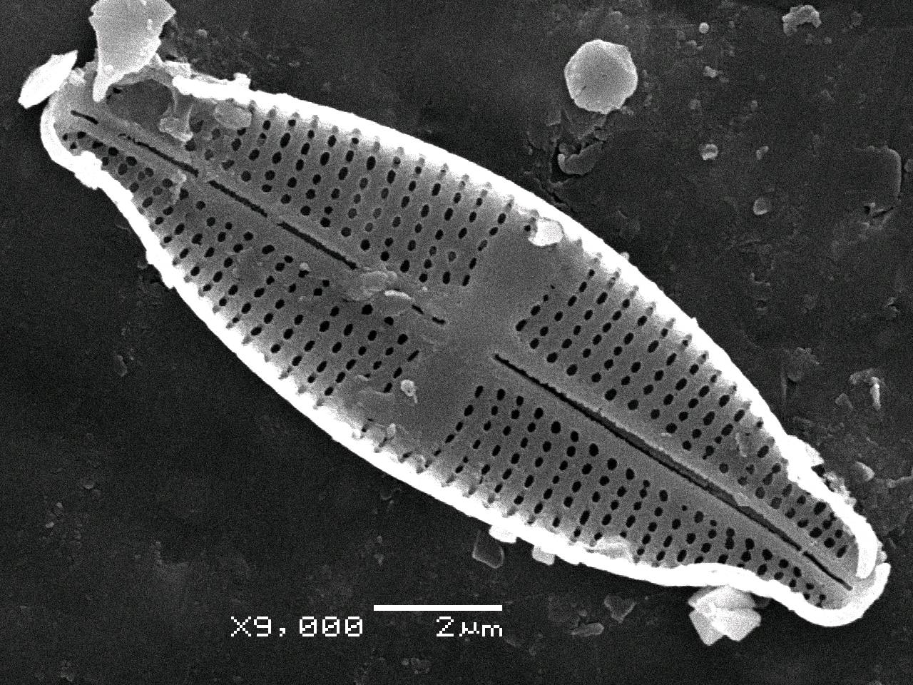 Stauroneis_sp_305-310, о. Шемья (Shemya), Alaska (United States)