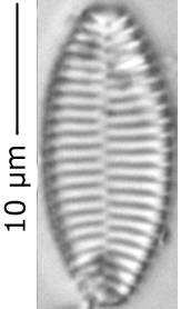 Stauro_constr_var_venter_318-320, о. Шемья (Shemya), Alaska (United States)